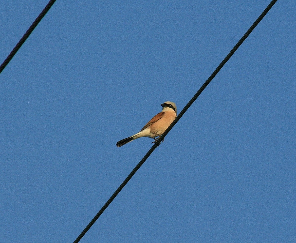 Red-backed Shrike - ML85324041