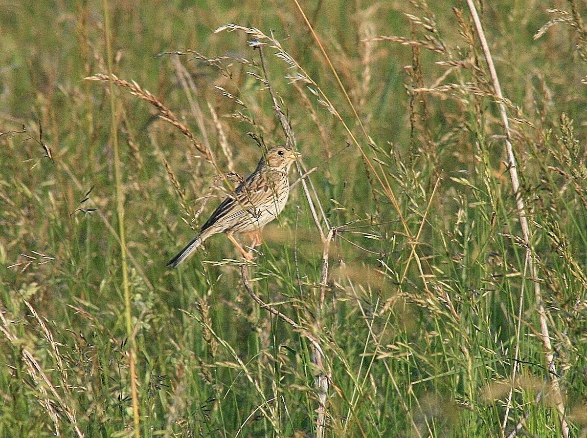 Corn Bunting - ML85324091