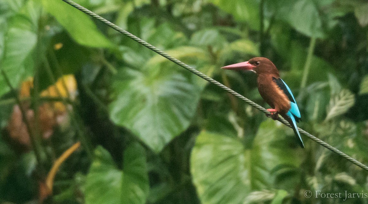 Brown-breasted Kingfisher - ML85324851