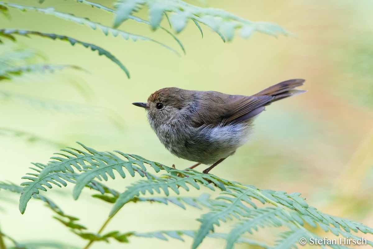 Tasmanian Thornbill - Stefan Hirsch