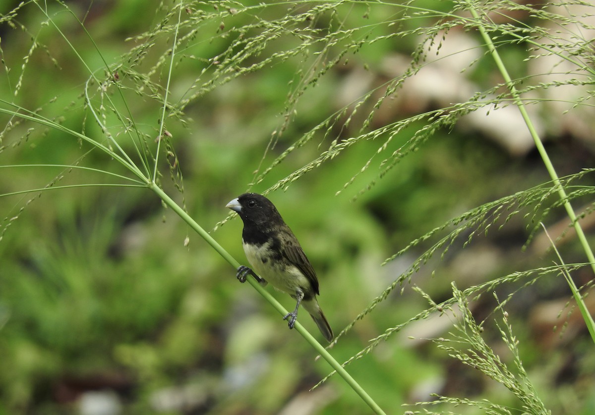 Yellow-bellied Seedeater - Noam Markus