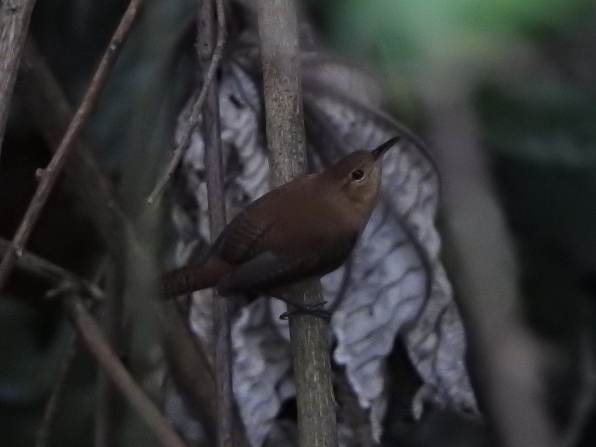 House Wren (Grenada) - ML85326641