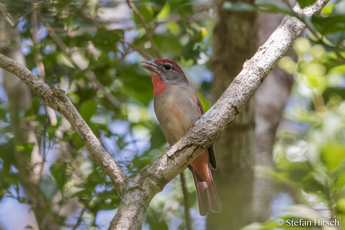 Rose-throated Tanager - Stefan Hirsch