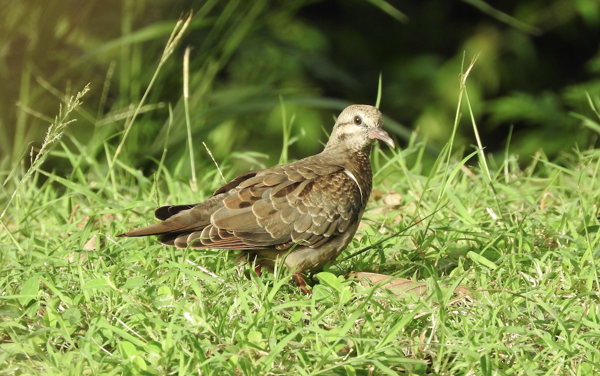 Eared Dove - ML85326681