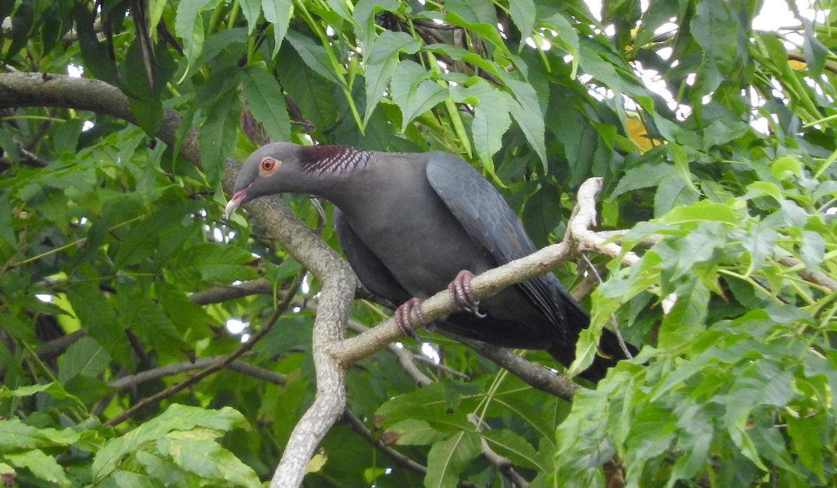 Pigeon à cou rouge - ML85326691
