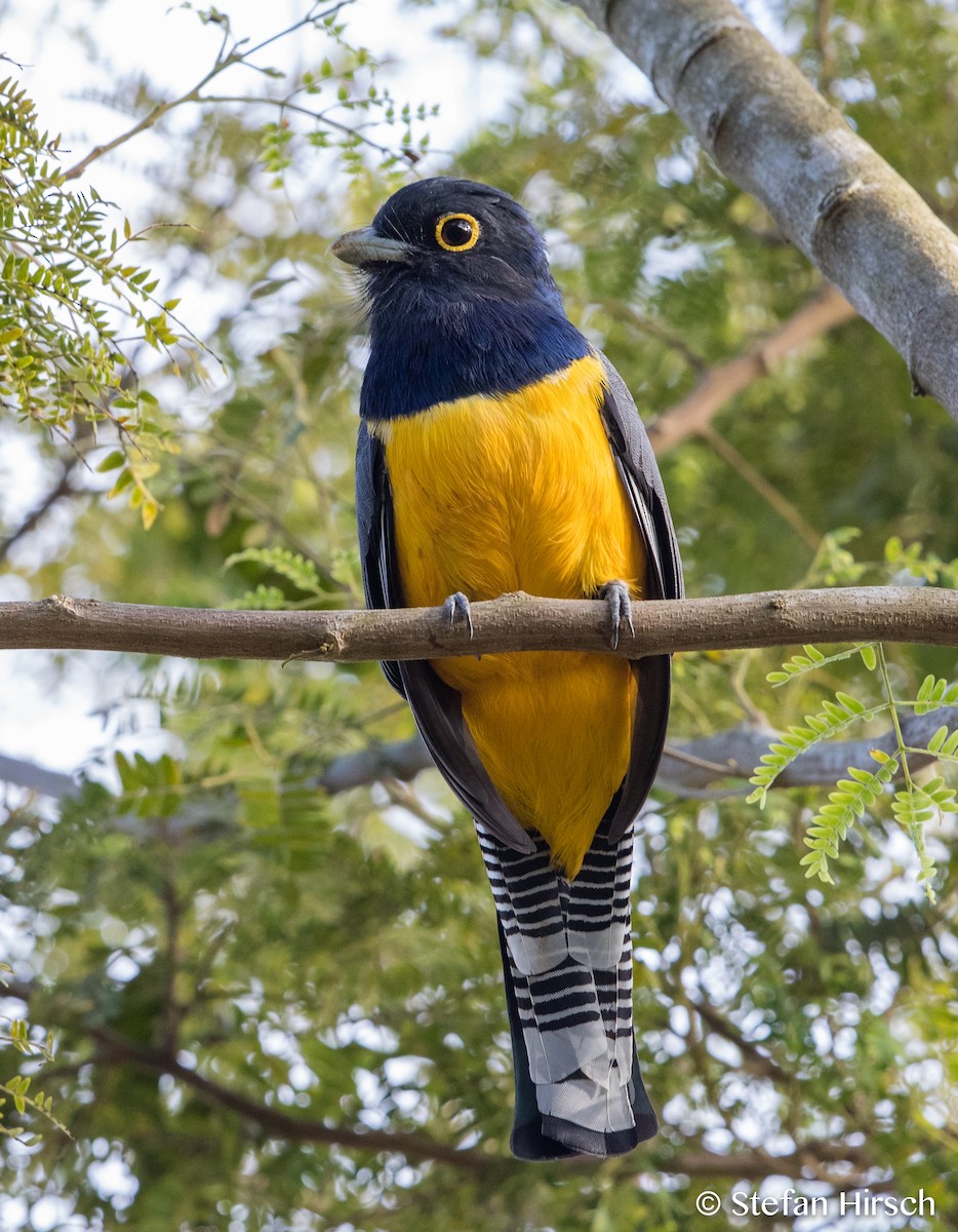 ガーターキヌバネドリ - ML85327771