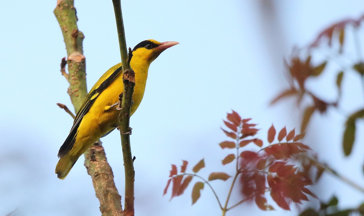 Black-naped Oriole - Albin Jacob