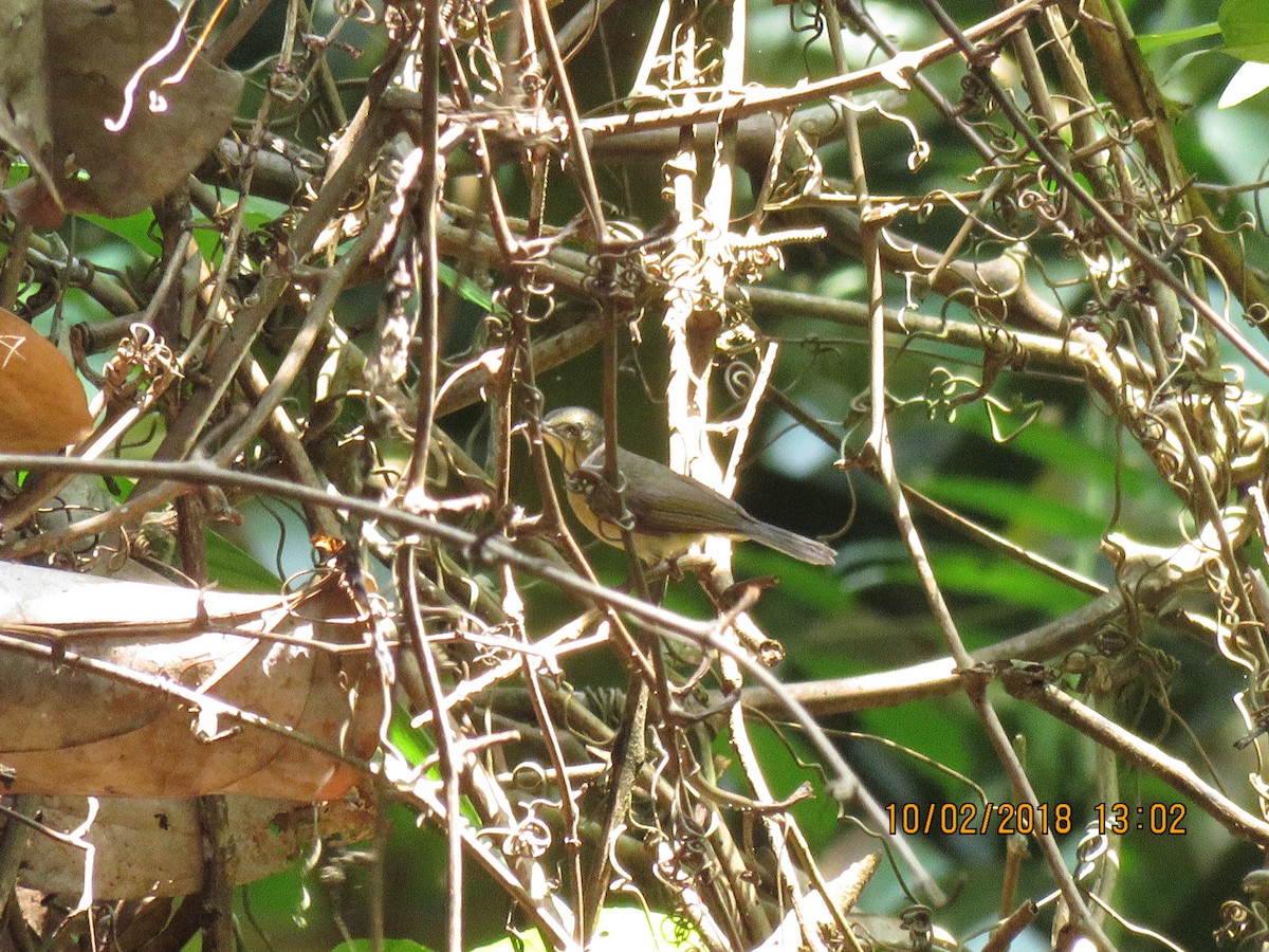 Van Hasselt's Sunbird - Angela Christine Chua