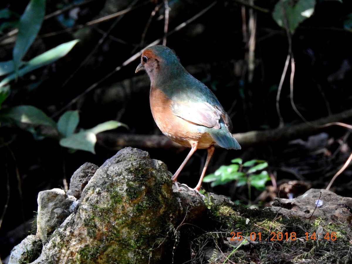 Blue-rumped Pitta - Liao Tzu-Chiang