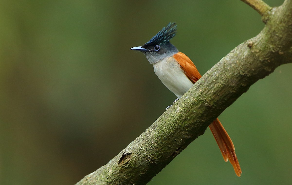 Indian Paradise-Flycatcher - Albin Jacob