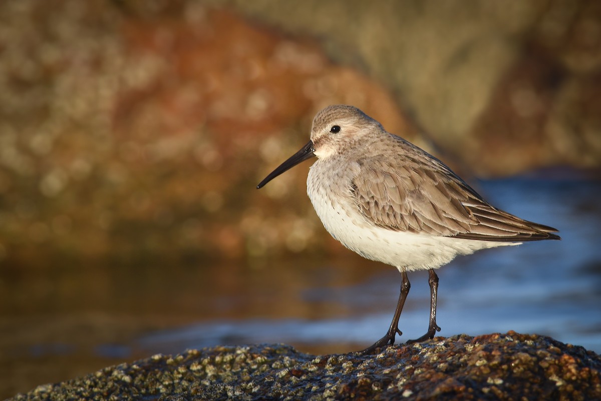 Dunlin - ML85329521