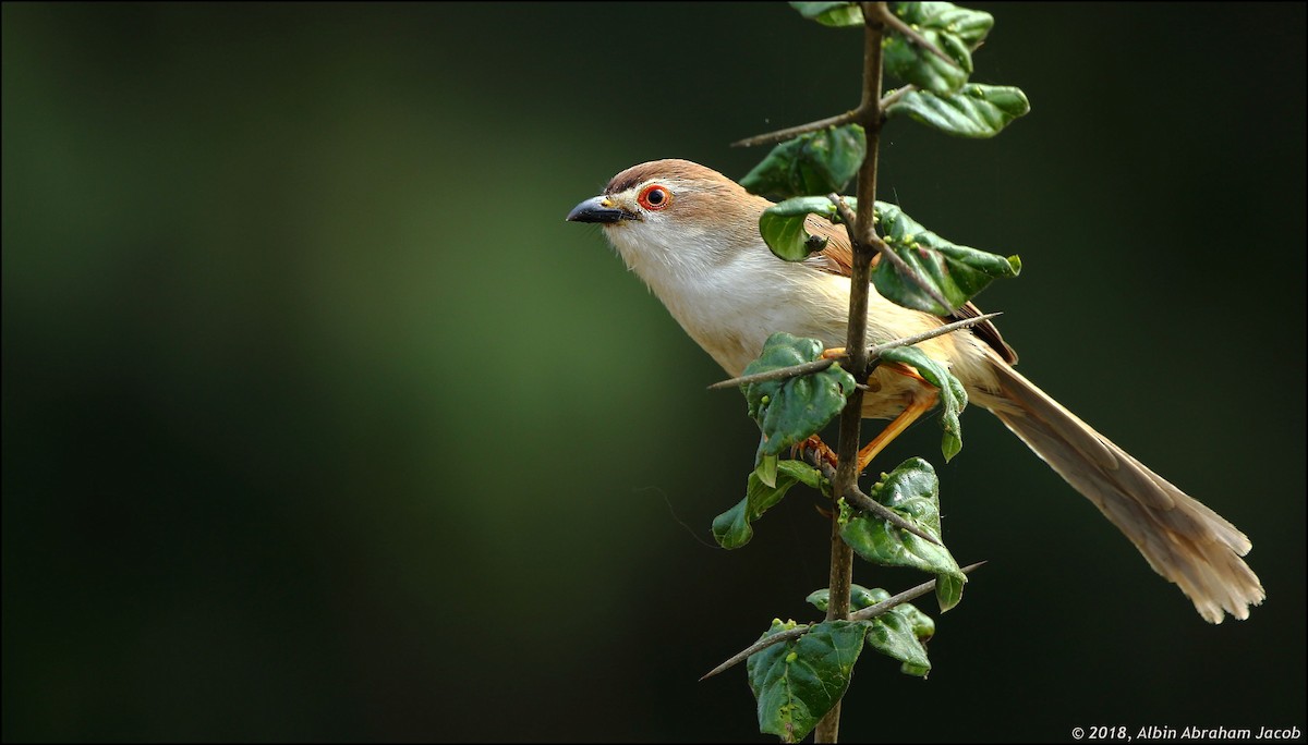 Yellow-eyed Babbler - ML85330981