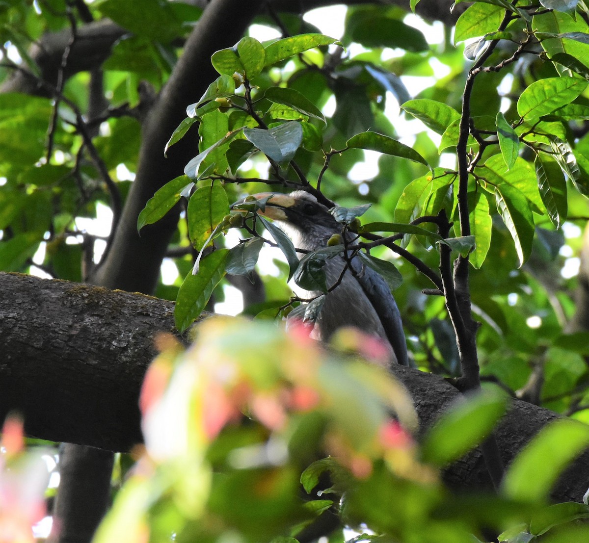 Malabar Gray Hornbill - ML85332131