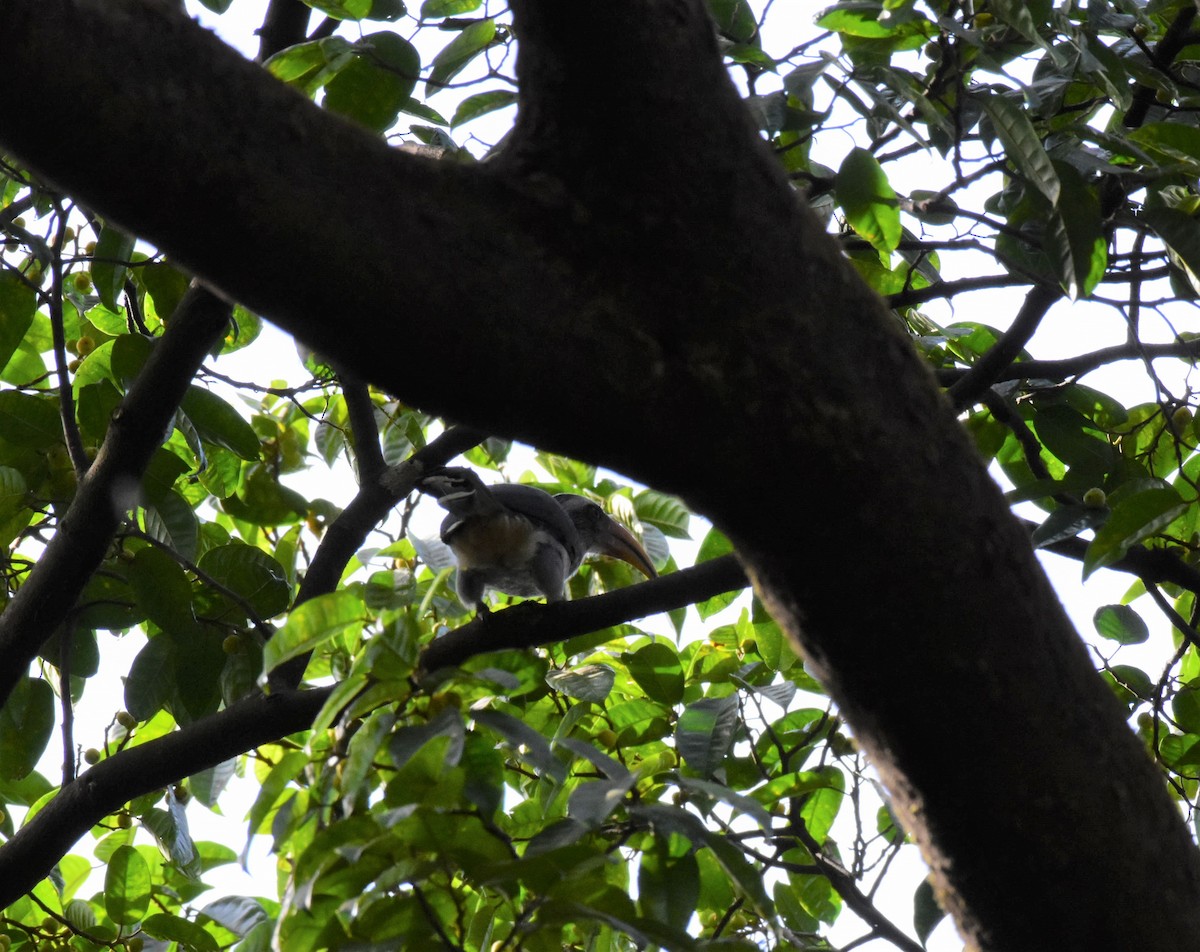 Malabar Gray Hornbill - ML85332201