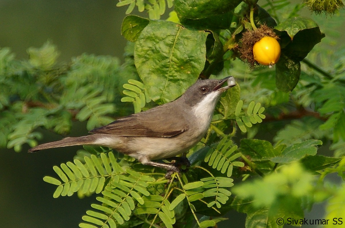 Lesser Whitethroat (Hume's) - Sivakumar SS