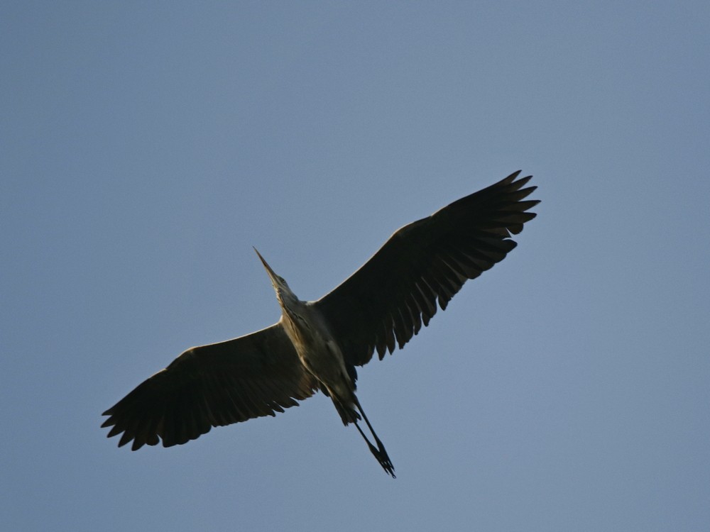 Gray Heron - ML85333051