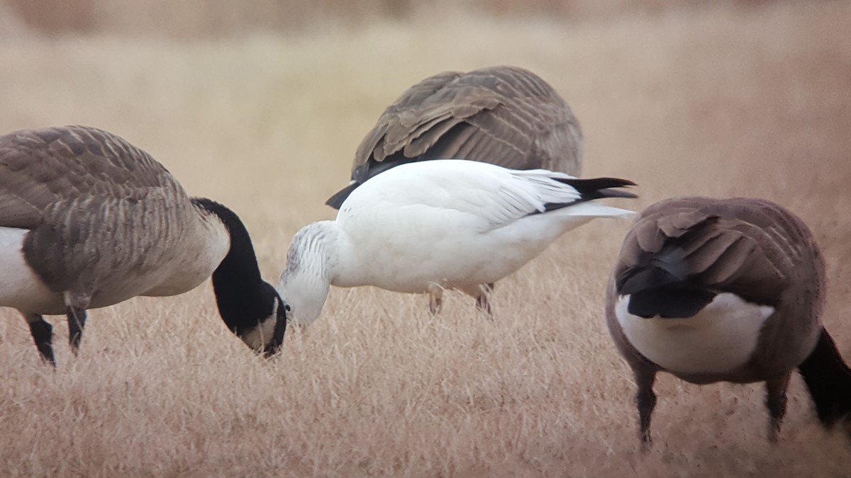 Ross's Goose - ML85335731