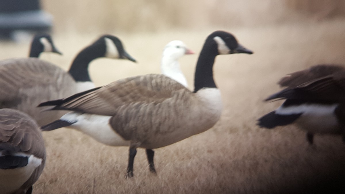 Ross's Goose - ML85335761