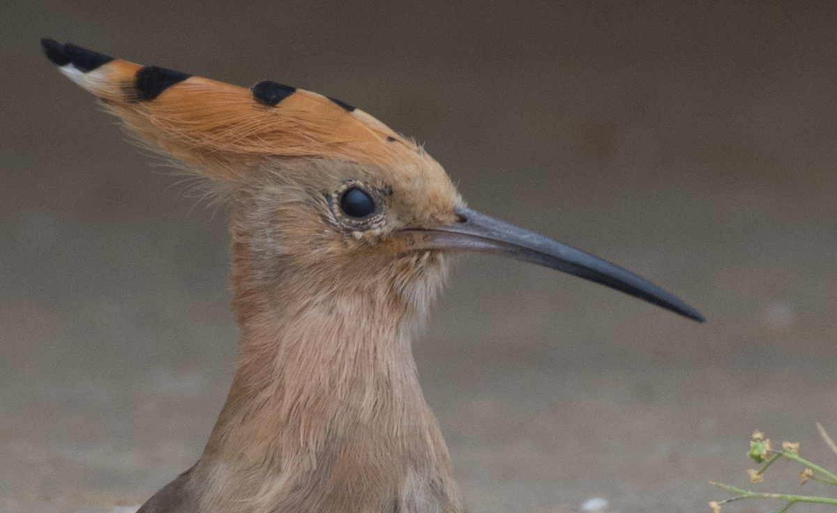 Eurasian Hoopoe - ML85336941