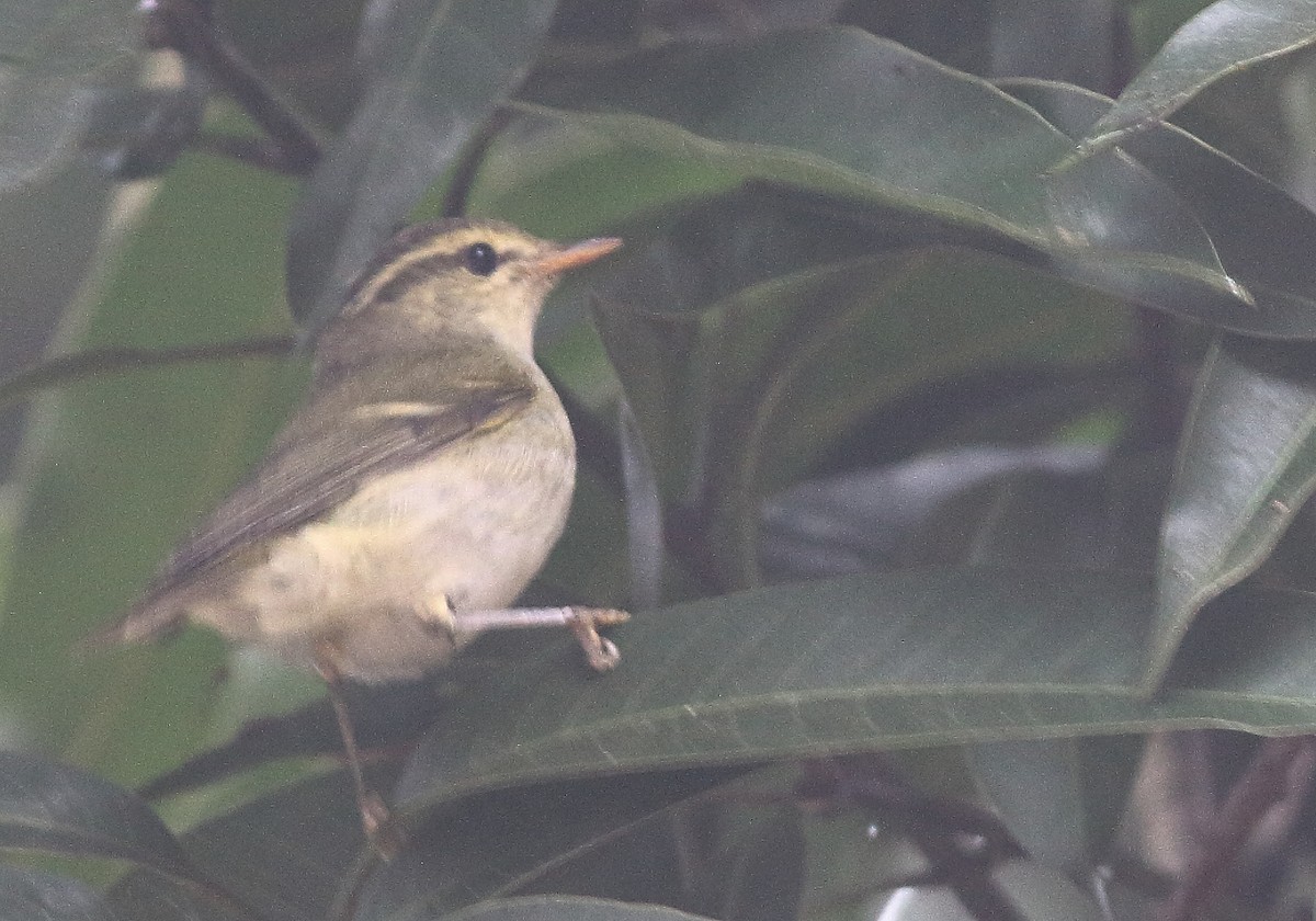 Phylloscopus sp. - ML85338771
