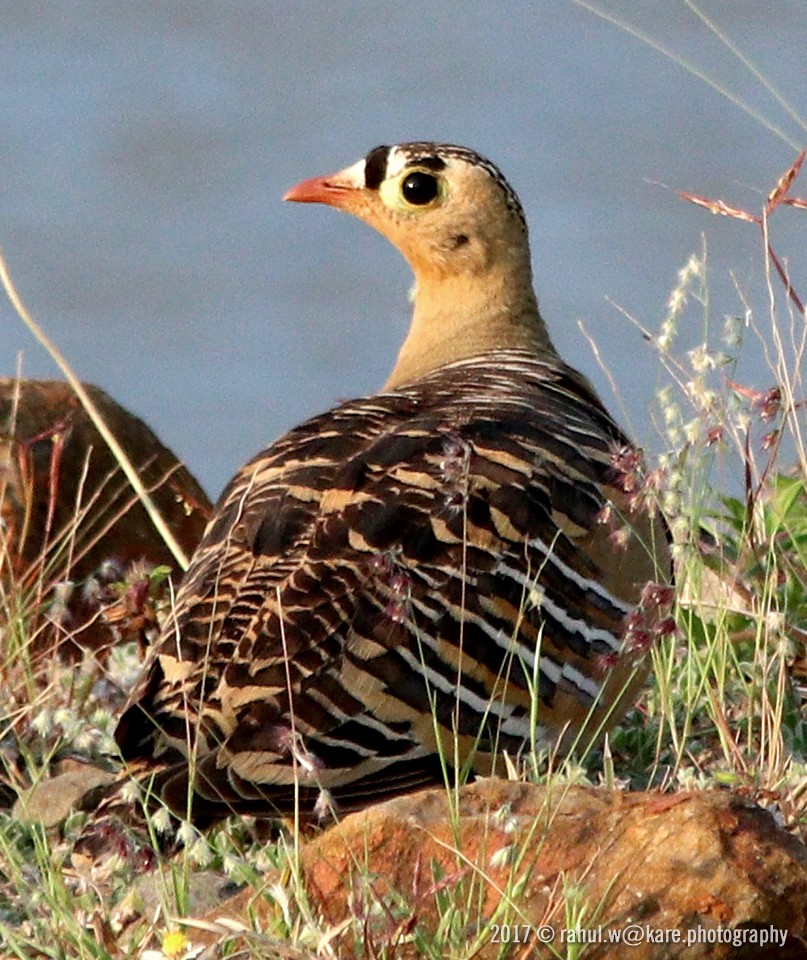 Painted Sandgrouse - ML85339151
