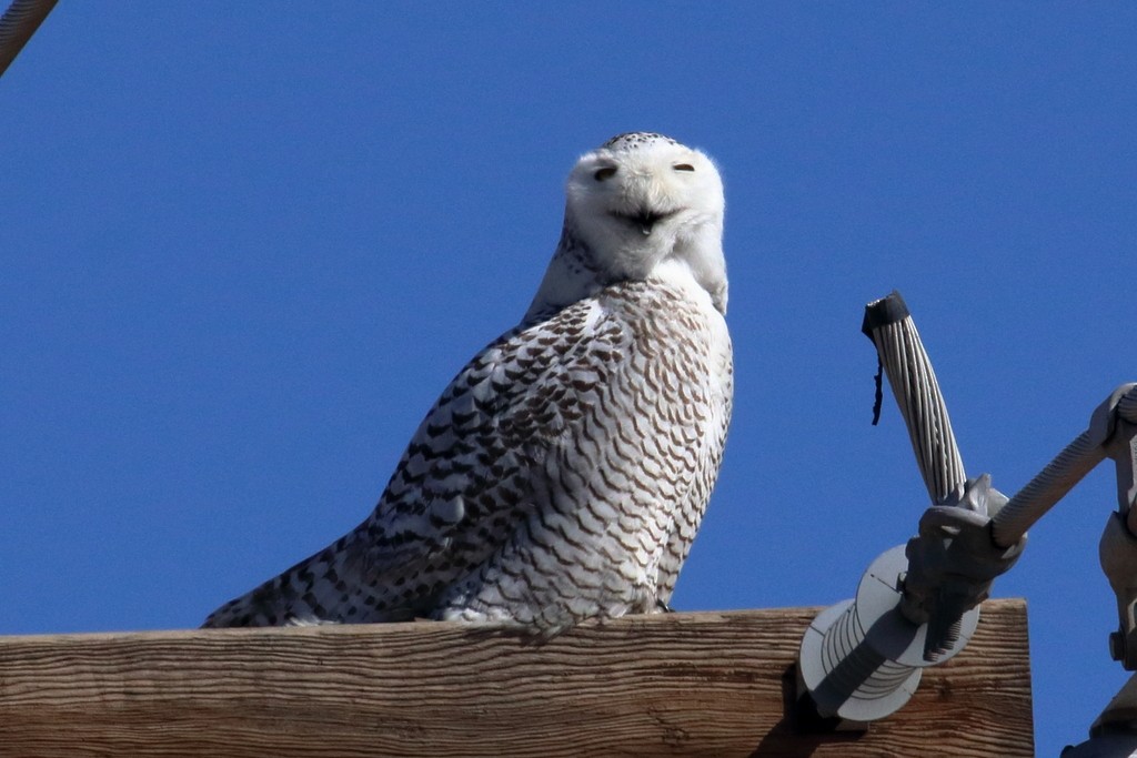 Snowy Owl - ML85342021