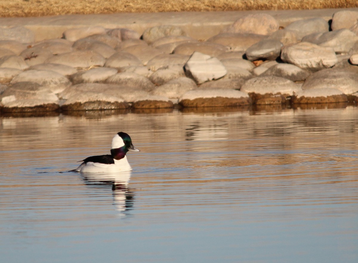 Bufflehead - John Pike