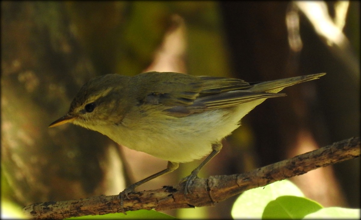 Green Warbler - ML85344431