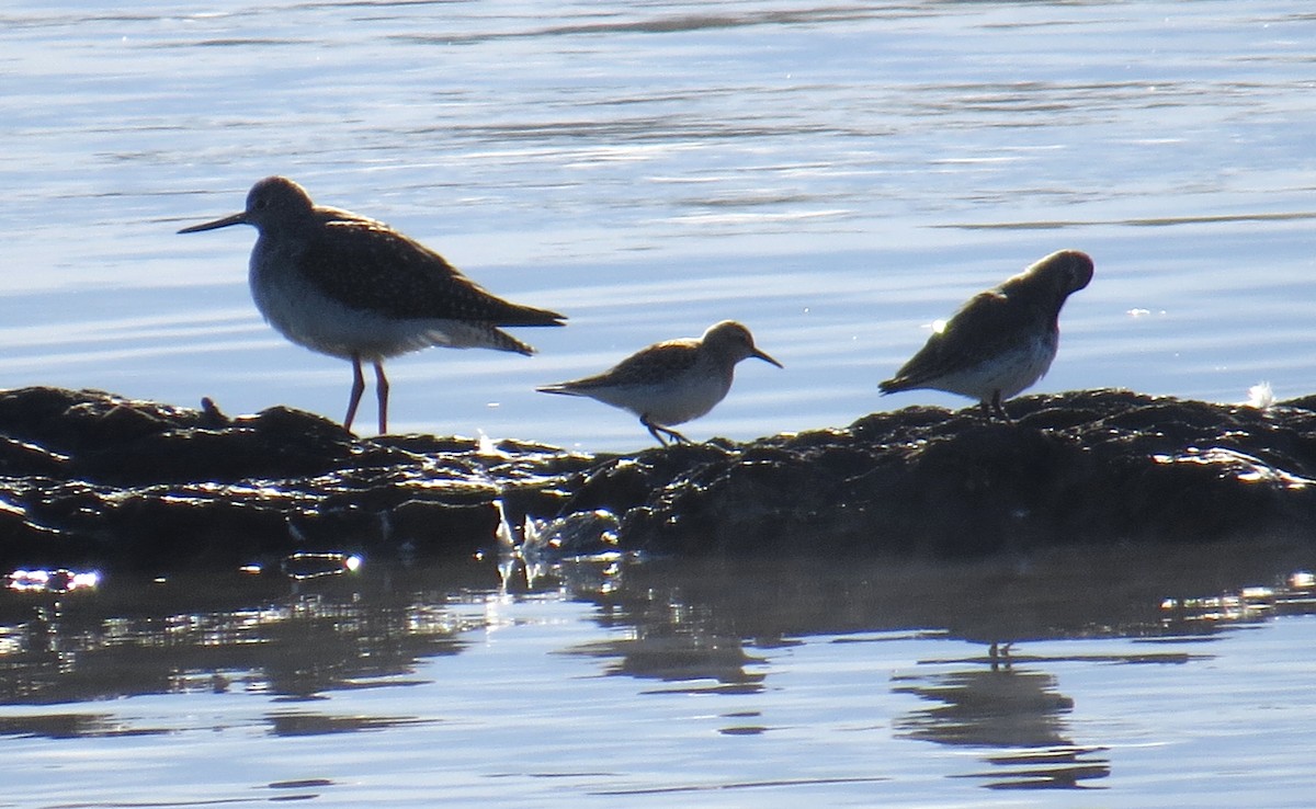 White-rumped Sandpiper - ML85344841