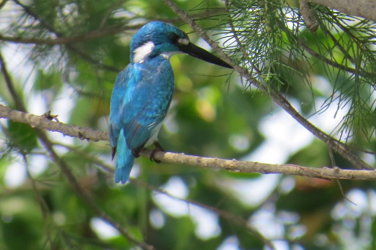 Small Blue Kingfisher - ML85345321
