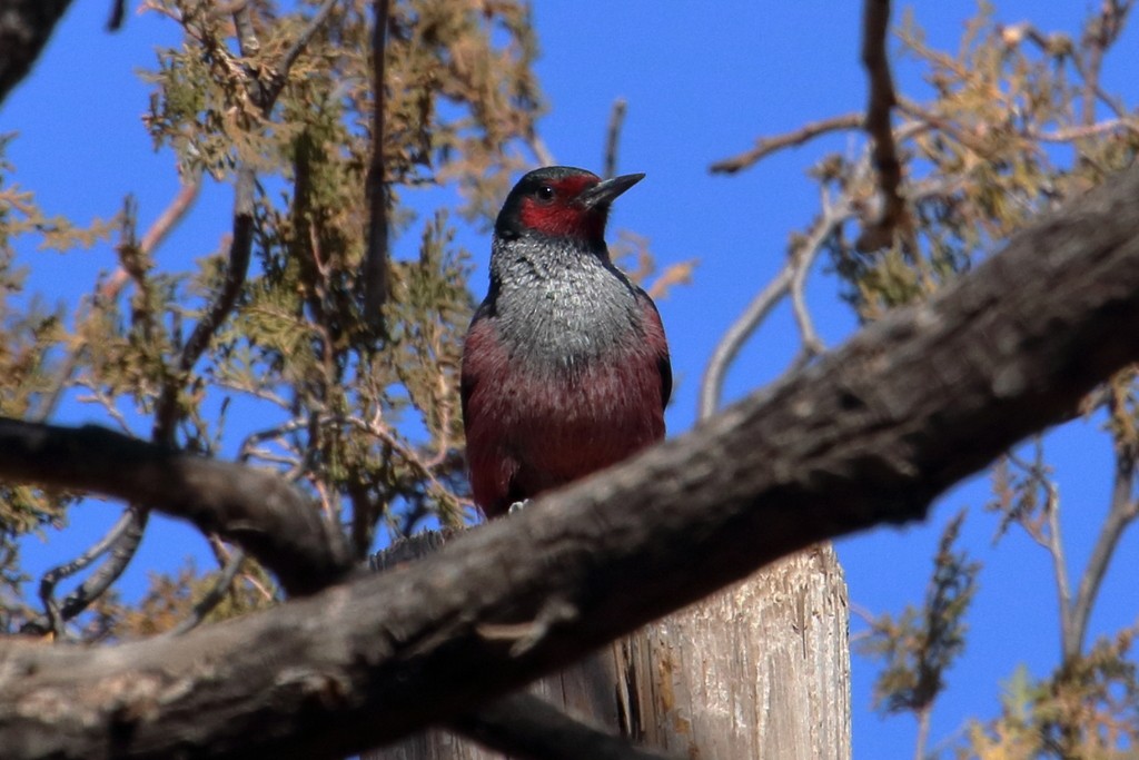 Lewis's Woodpecker - ML85345431