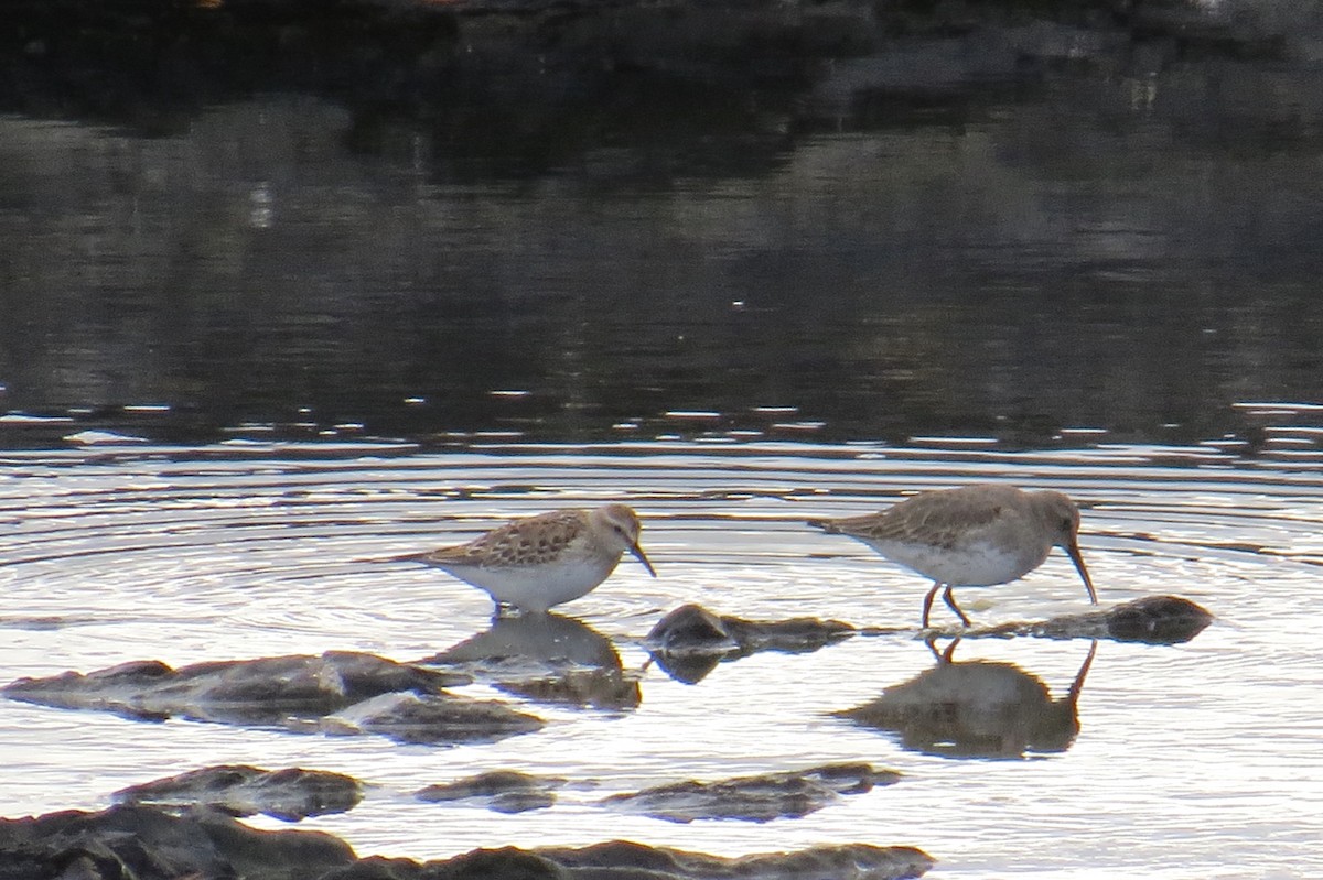 White-rumped Sandpiper - ML85345731