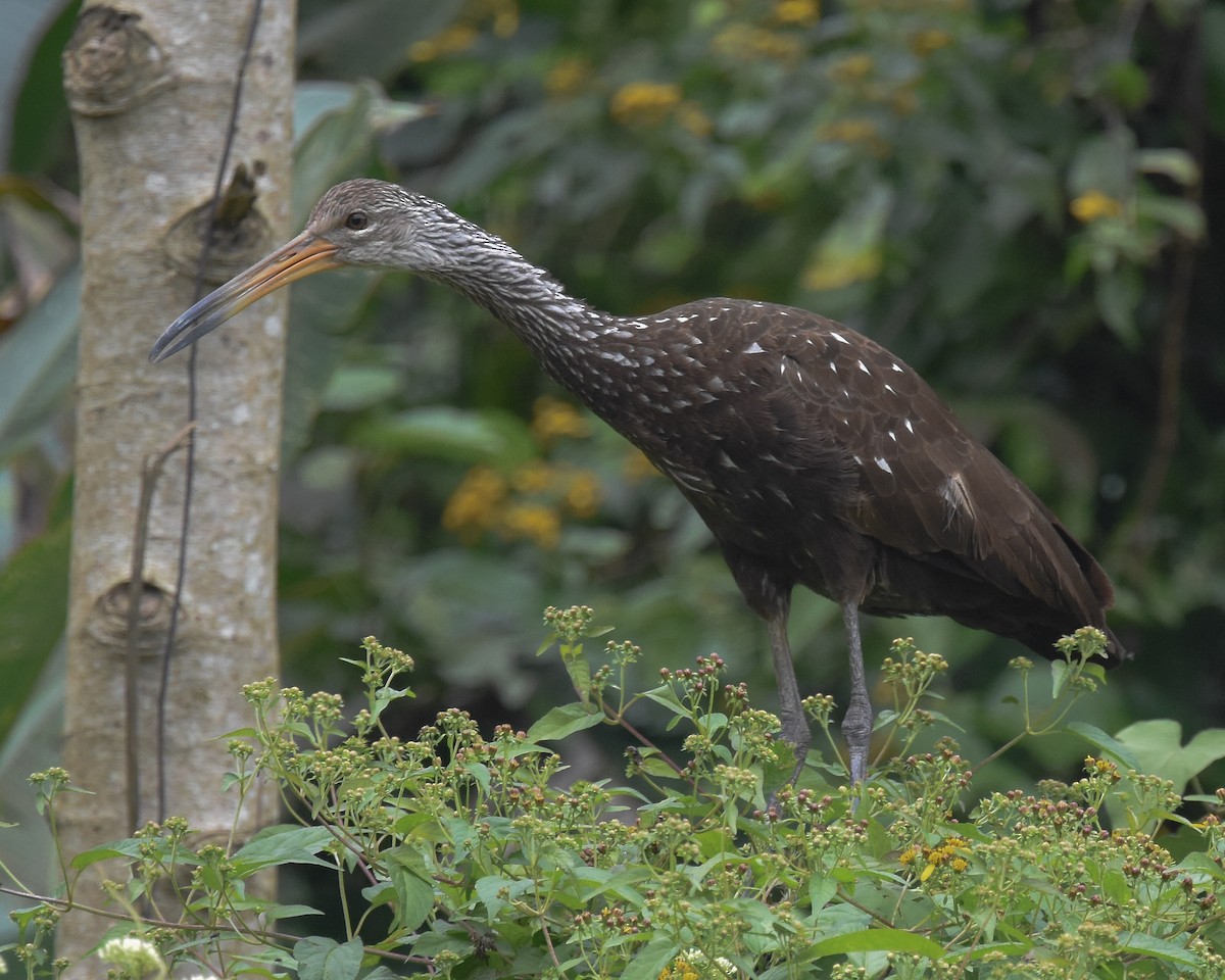 Limpkin - ML85345761