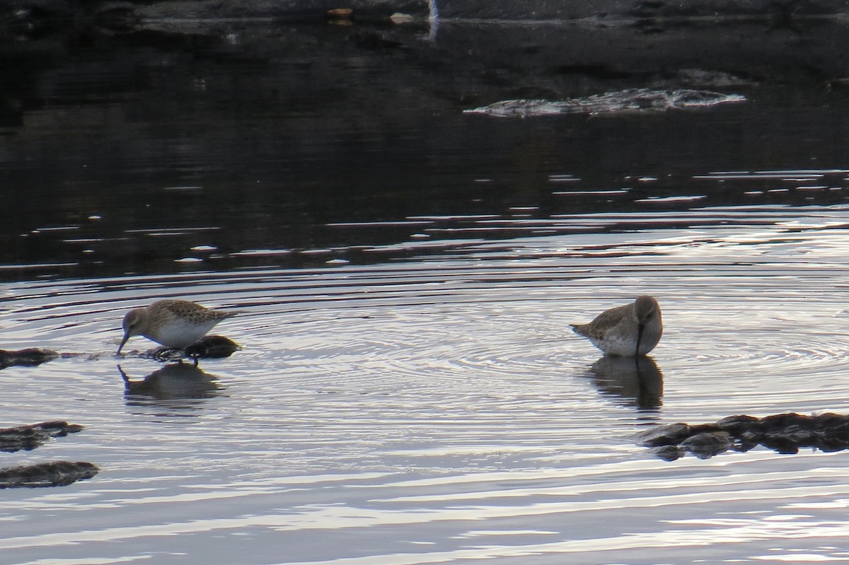 White-rumped Sandpiper - ML85345831