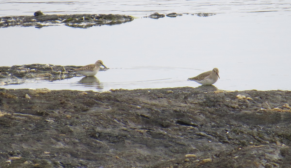 White-rumped Sandpiper - ML85345881