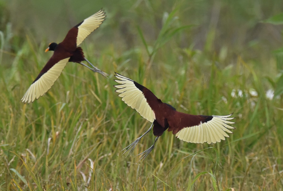 Northern Jacana - ML85345901