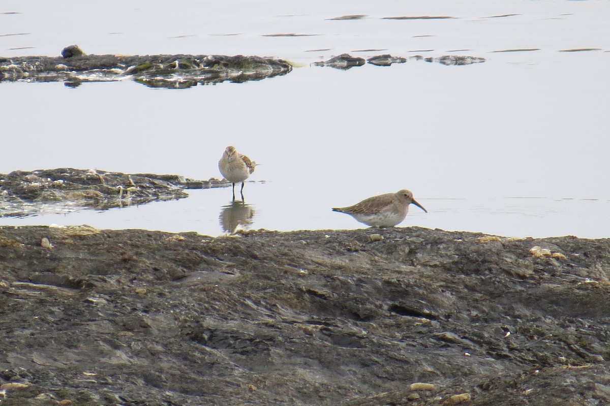 White-rumped Sandpiper - ML85345911