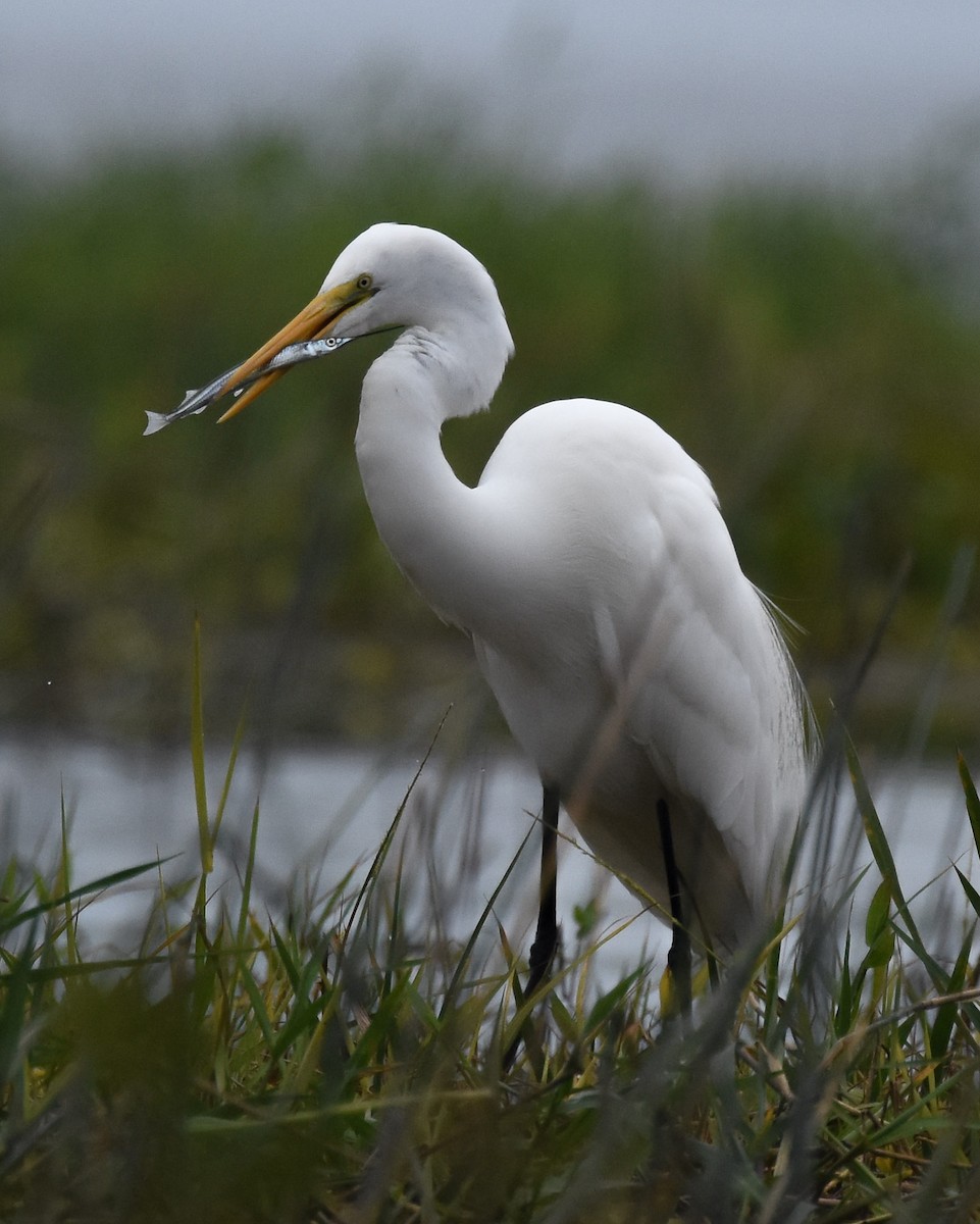 Great Egret - ML85346031