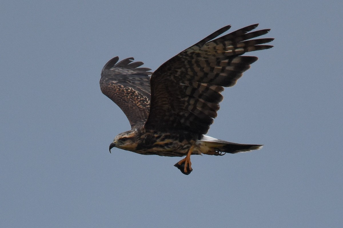 Snail Kite - ML85346171