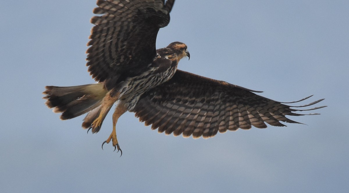 Snail Kite - ML85346211