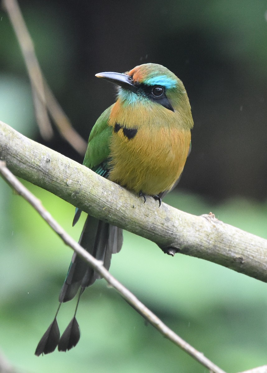 Keel-billed Motmot - ML85346611