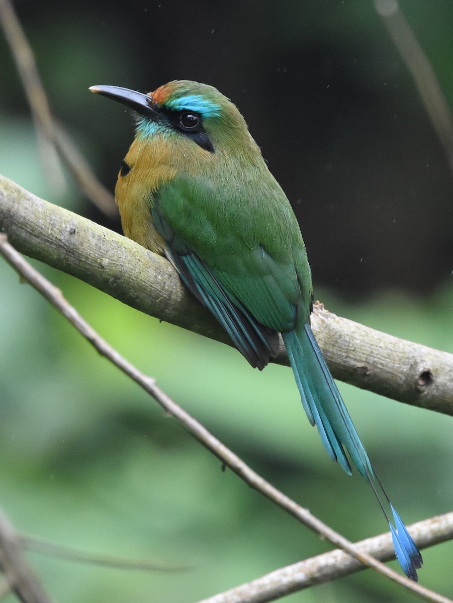 Keel-billed Motmot - ML85346621