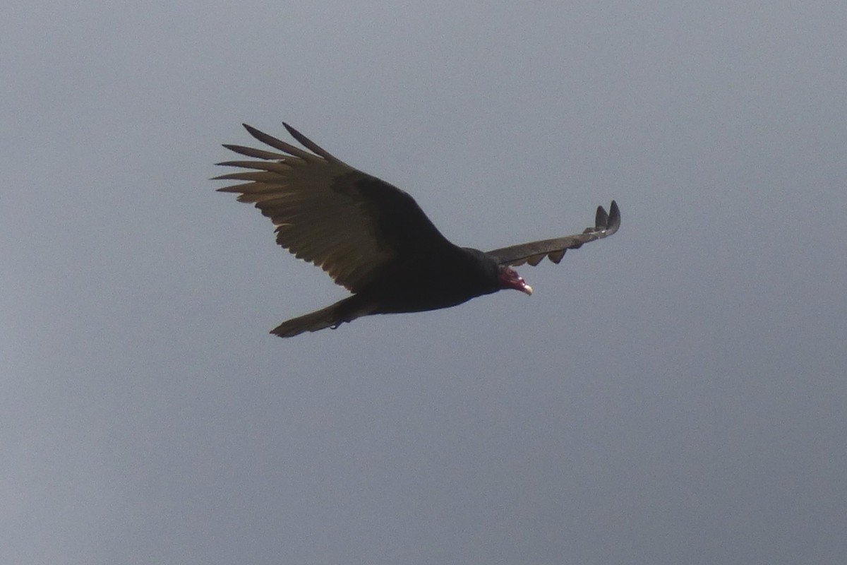 Turkey Vulture - ML85346771