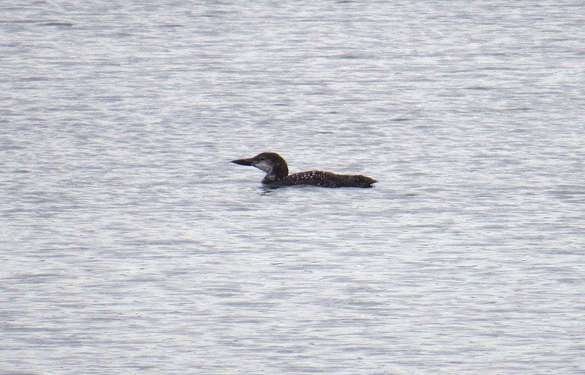 Common Loon - Lindsey Duval