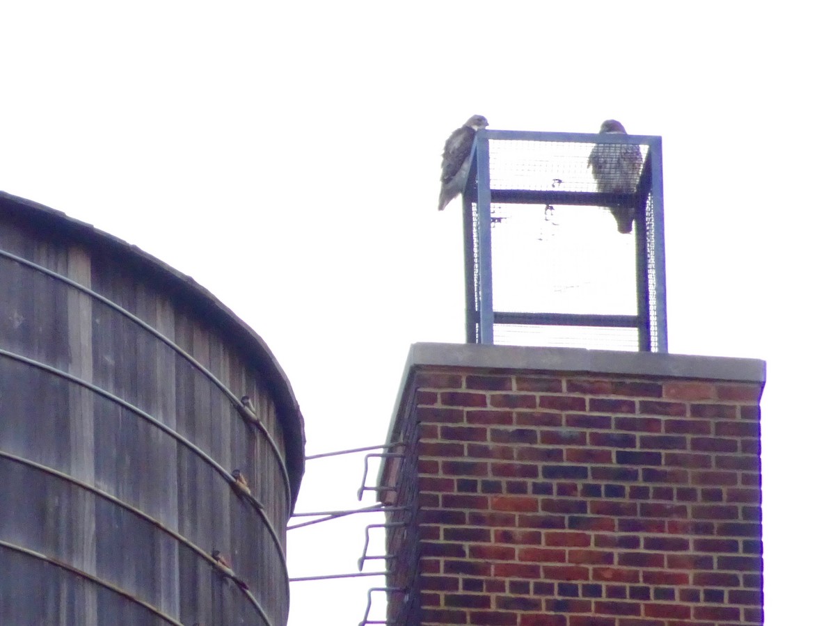Red-tailed Hawk - ML85347921