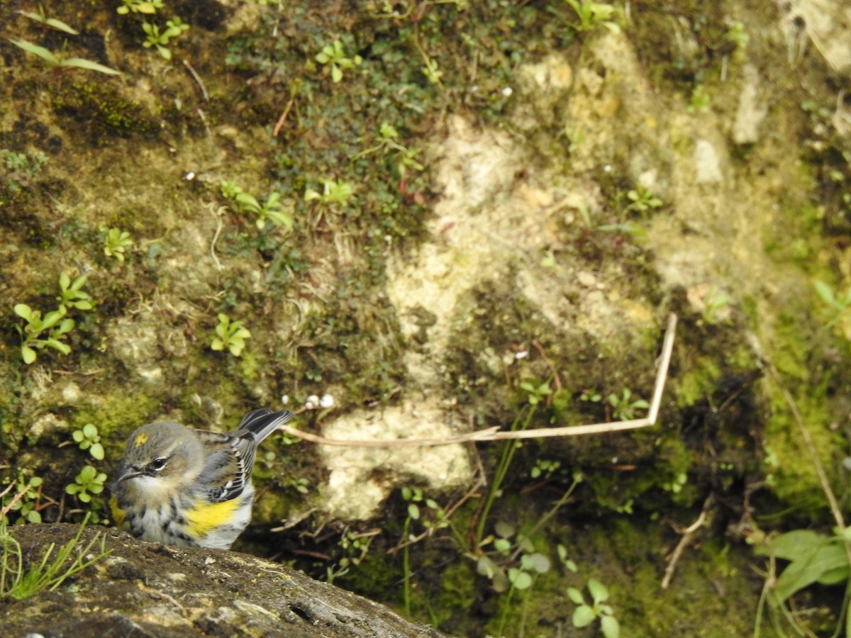 Yellow-rumped Warbler - ML85348221