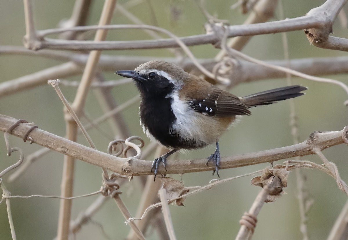 Rusty-backed Antwren - ML85348701