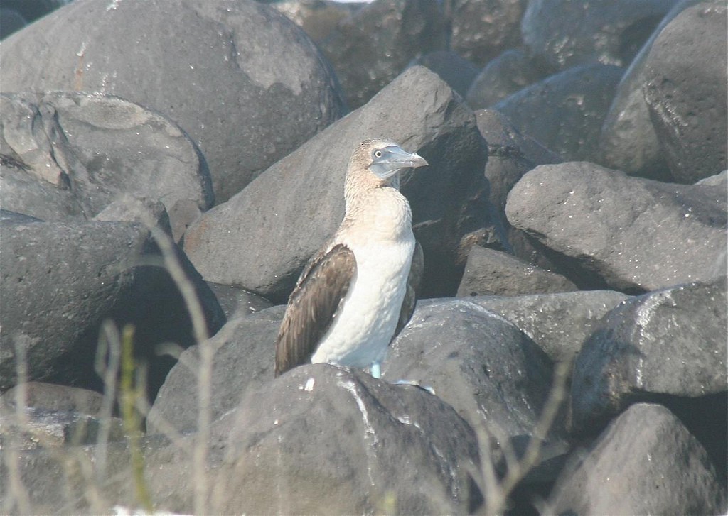 Blue-footed Booby - ML85350271