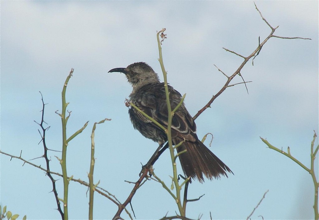 Española Mockingbird - ML85350371