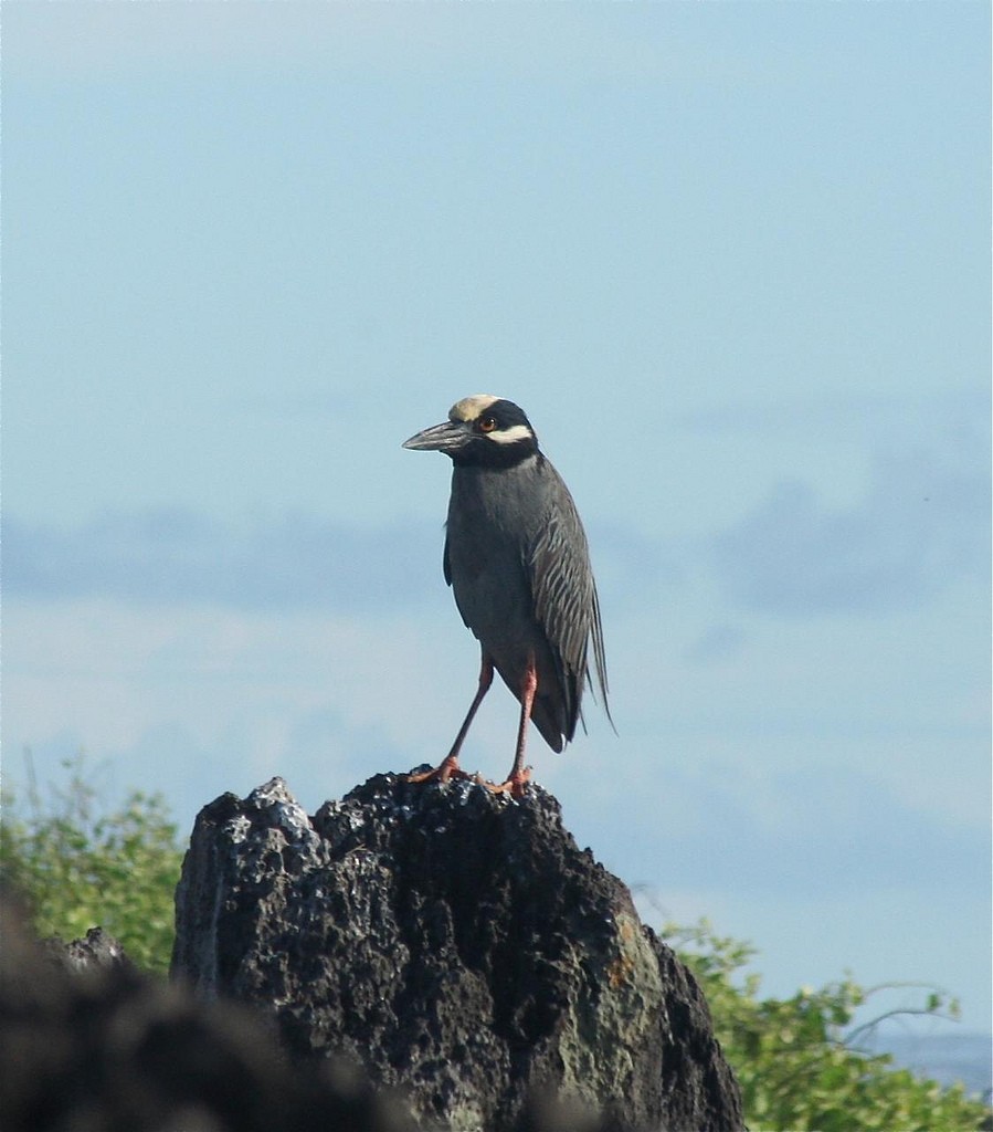 Yellow-crowned Night Heron - Eric DeFonso 🦑